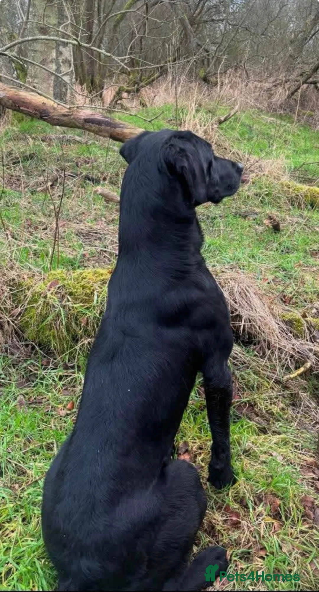 Labrador Retriever dogs for sale: Black Labrador pups stunning top trialing lines  - Advert 7
