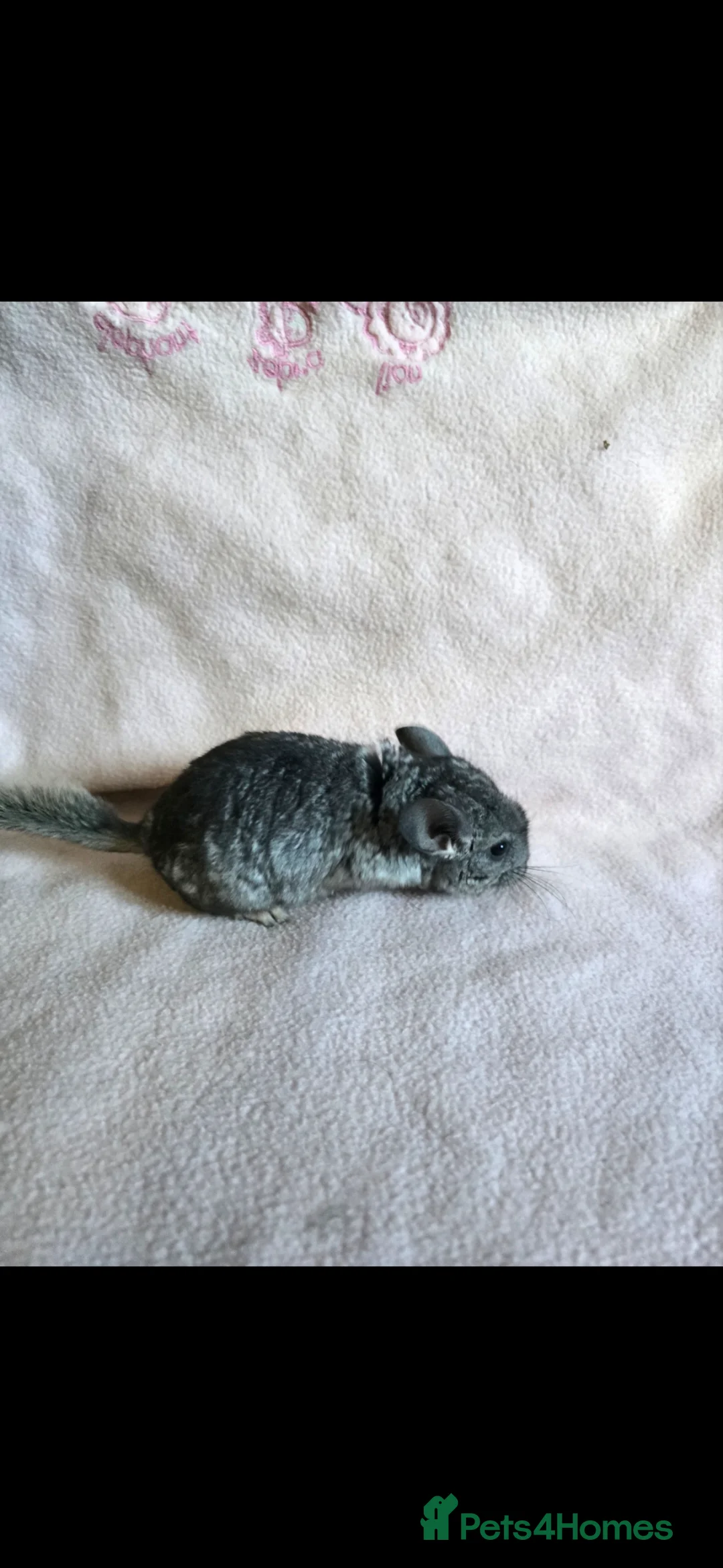 Chinchilla rodents for sale: Chinchilla kit - Advert 3