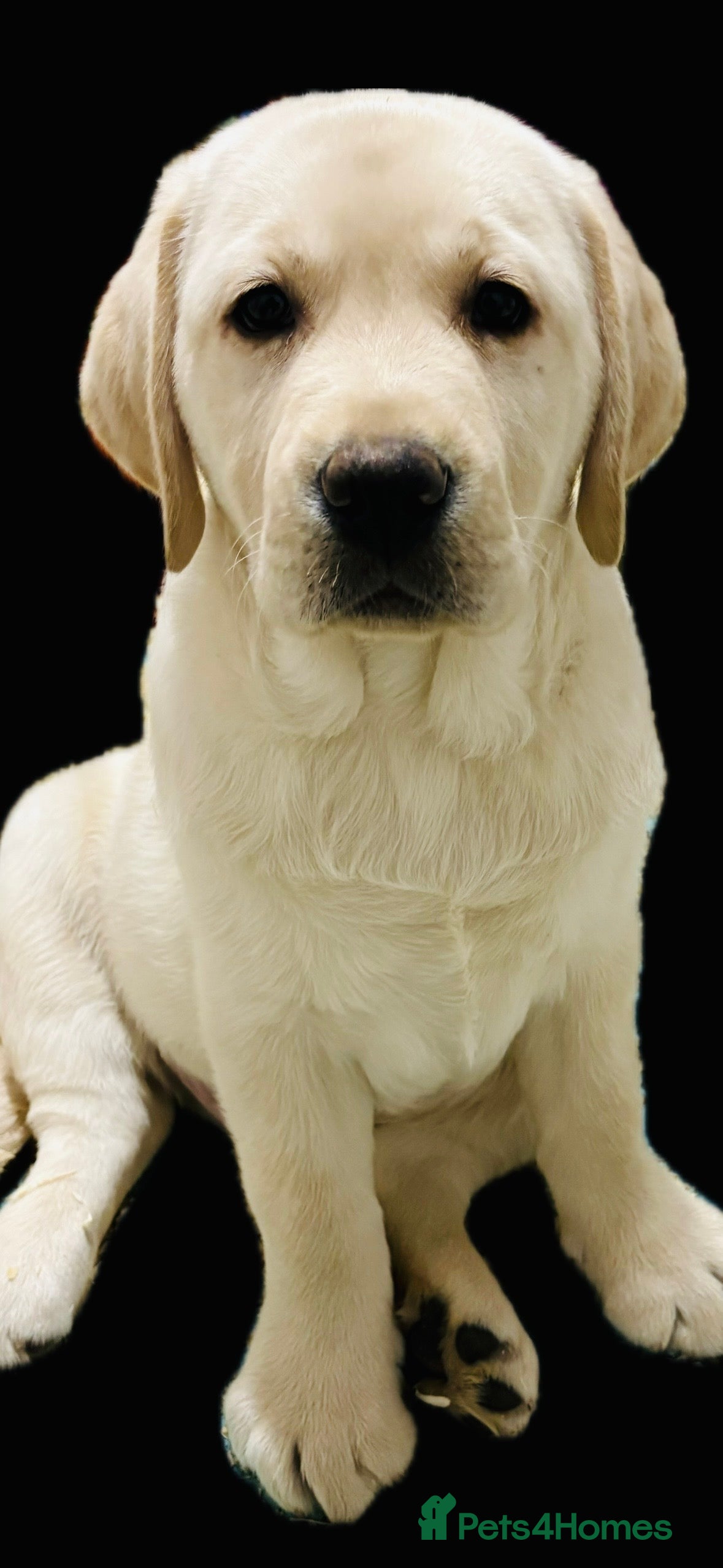 Labrador Retriever dogs Beautiful quality litter  - Advert 16