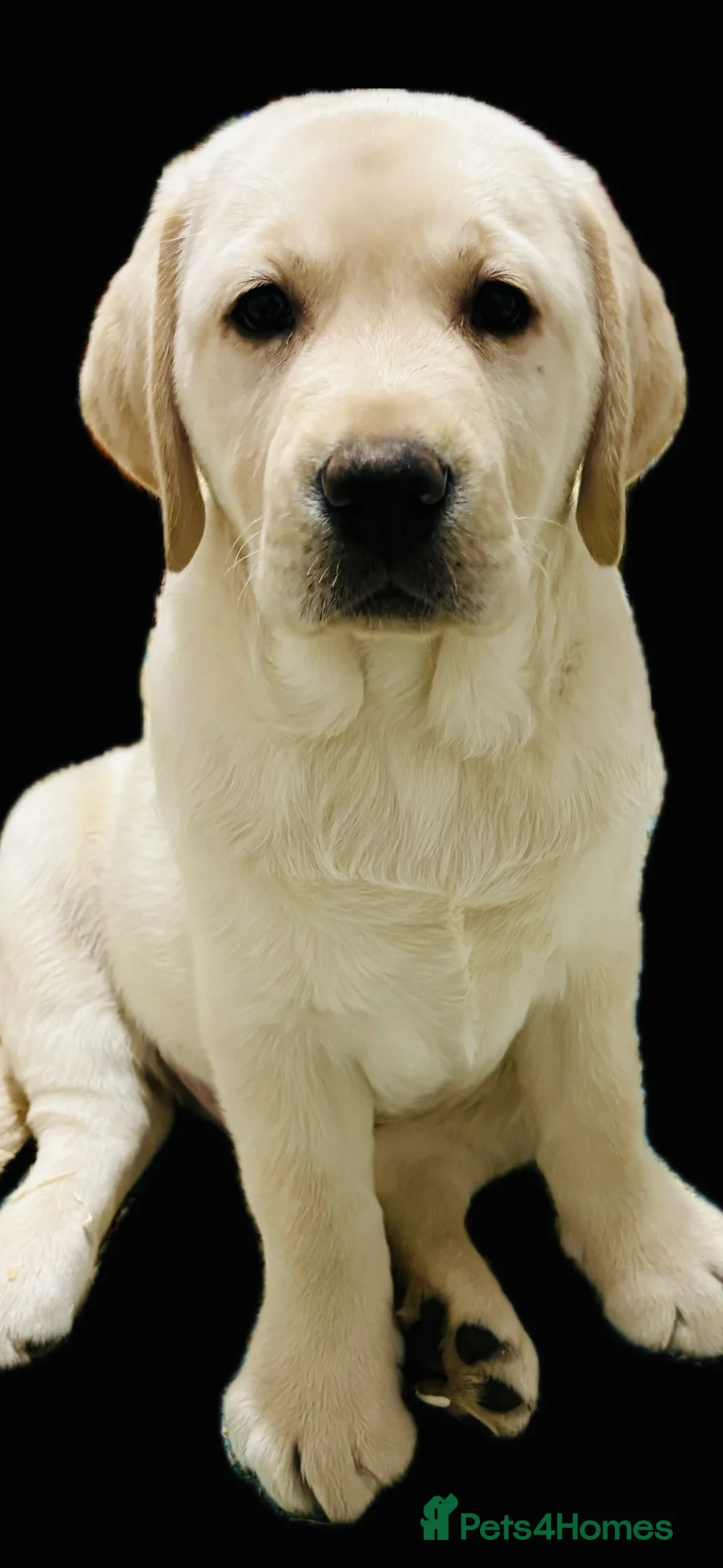 Labrador Retriever dogs for sale: Beautiful quality litter  - Advert 1