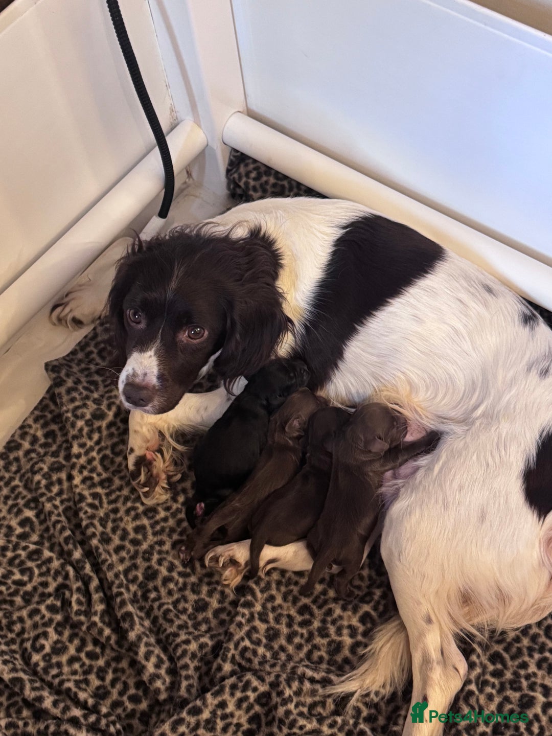 Sprocker dogs for sale: Stunning F1 sprocker puppies - Advert 10