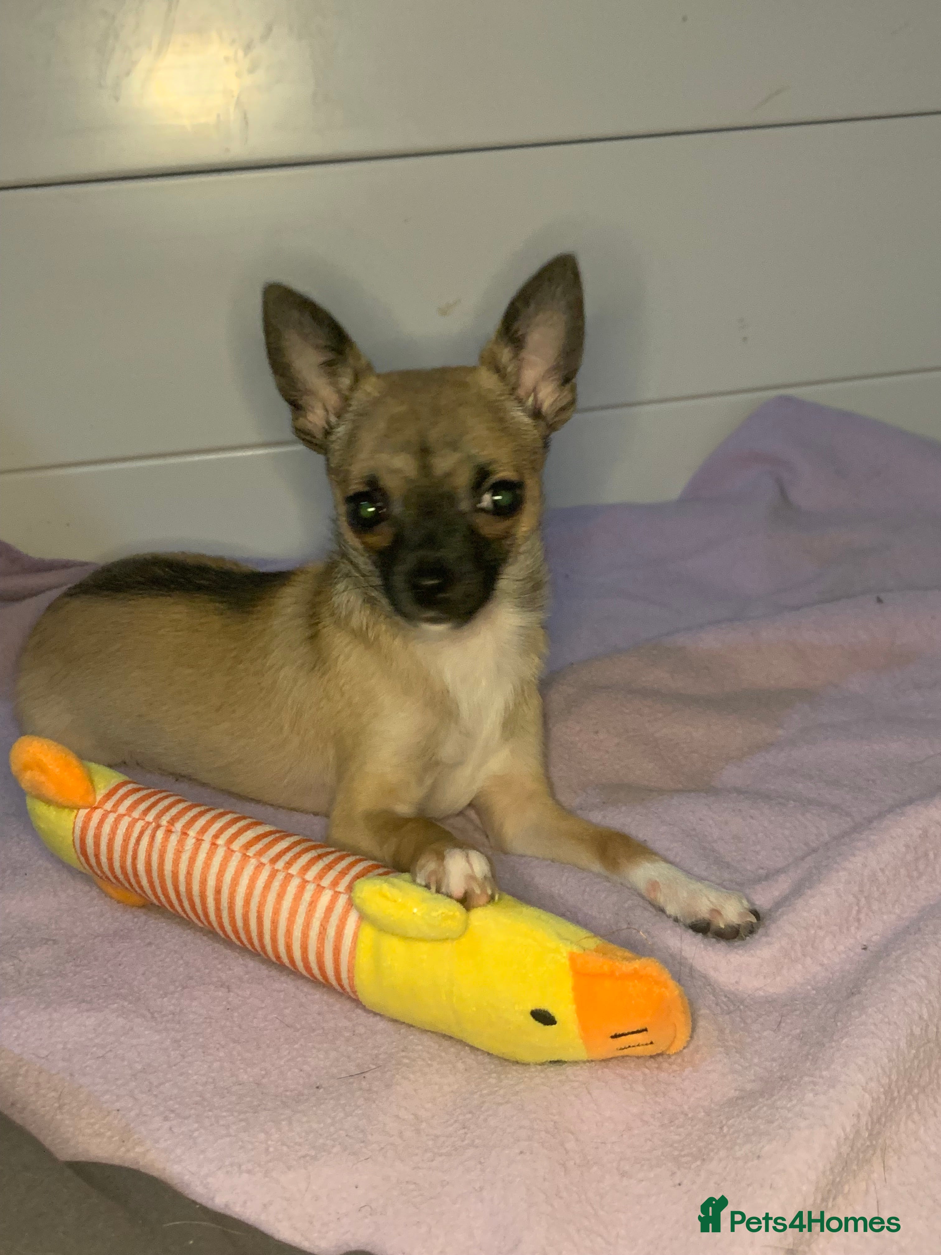 Pomchi dogs last male👀🏡 - Advert 4