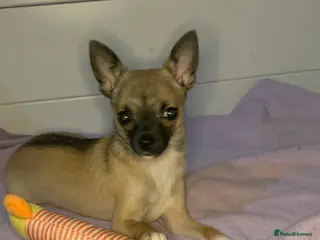 Pomchi dogs last male👀🏡 - Advert 1