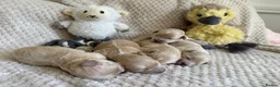 Maltipoo dogs for sale: F1 Maltipoo Puppies - Advert 11