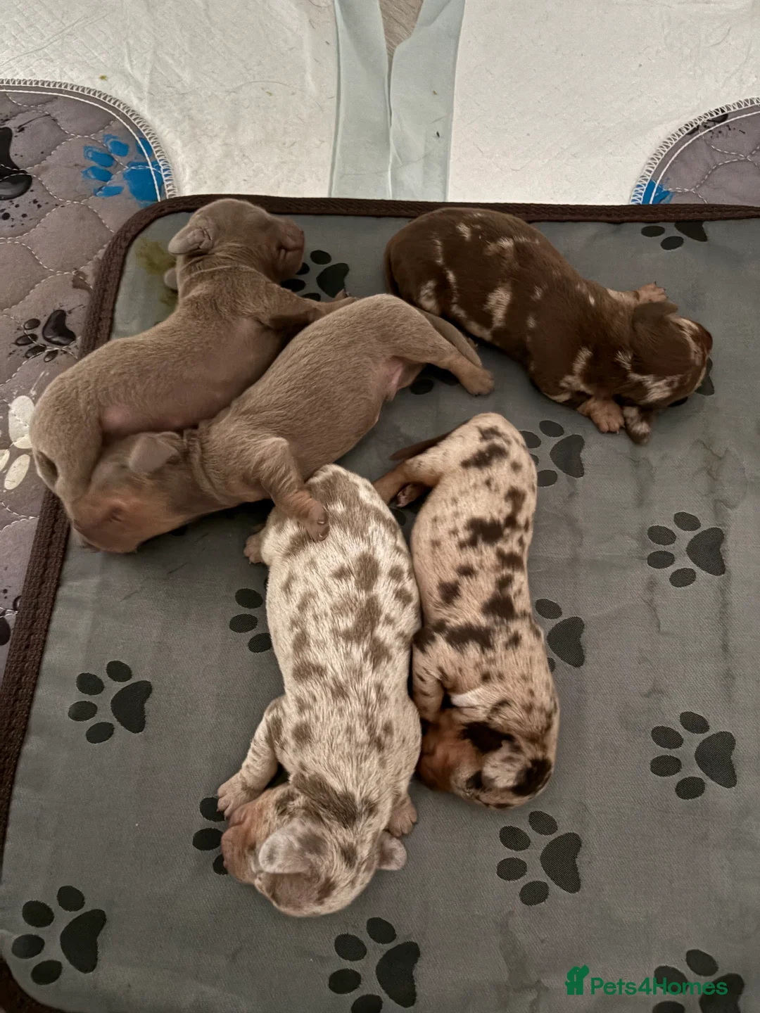 Miniature Dachshund dogs for sale: Miniature smooth haired dachshund  - Advert 2