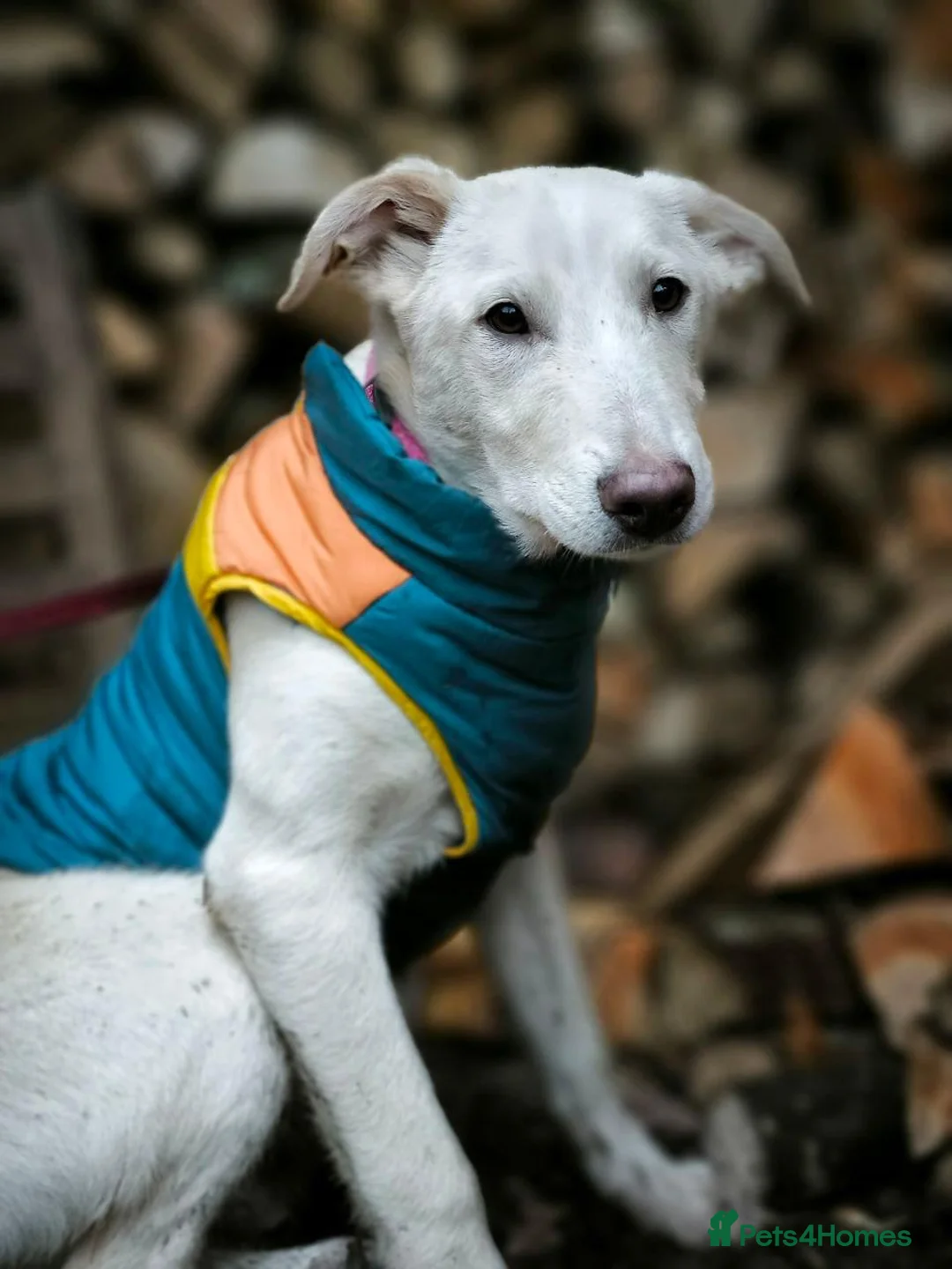 Mixed Breed dogs for adoption: 💙Morozko💙 - 8.5-month-old joyful boy - Advert 12