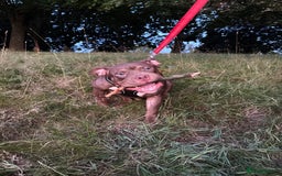 Mixed Breed dogs for sale: pure male pocket bully  - Image 1