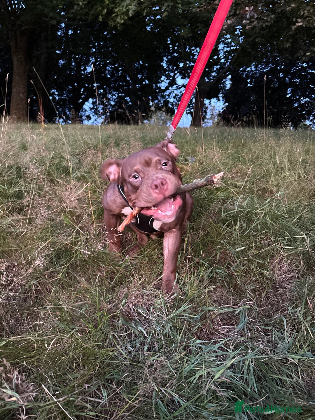 Mixed Breed dogs for sale: pure male pocket bully  - Image 1