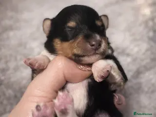 Shetland Sheepdog dogs New litter - Advert 2