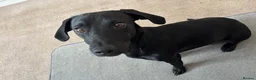 Mixed Breed dogs for sale: Handsome dude  - Advert 3