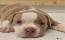 American Bully dogs for sale: 4 pocket bully pups. - Advert 9