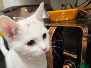 Mixed Breed cats Kitten - Advert 1