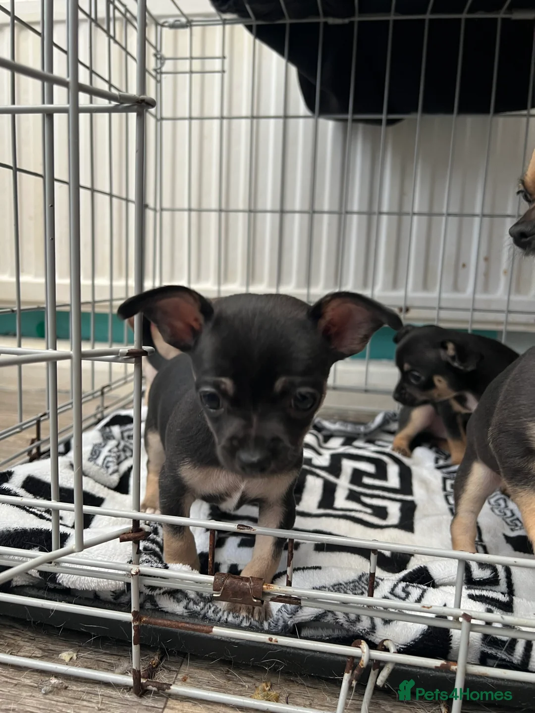 Chihuahua dogs for sale: Full breed chihuahua lovely puppies  - Advert 8