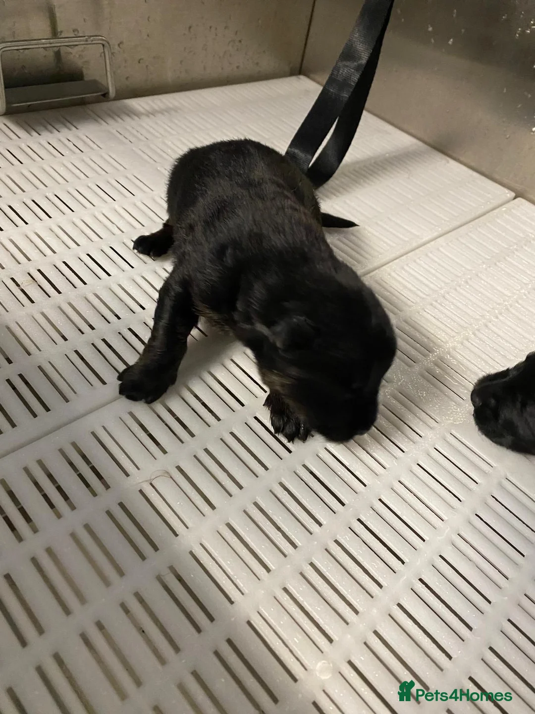 German Shepherd dogs for sale: Short haired German shepherd pups - Advert 13