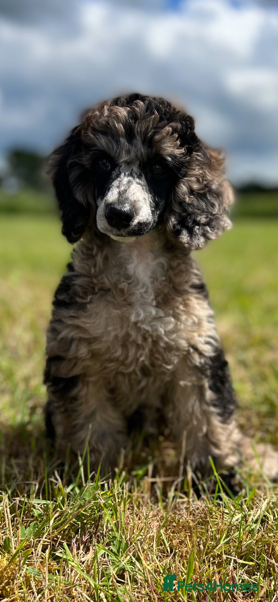 Miniature Poodle dogs PROVEN Miniature Merle Poodle 🩷🌸 - Advert 10
