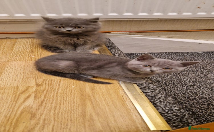 British Shorthair cats - Advert 11