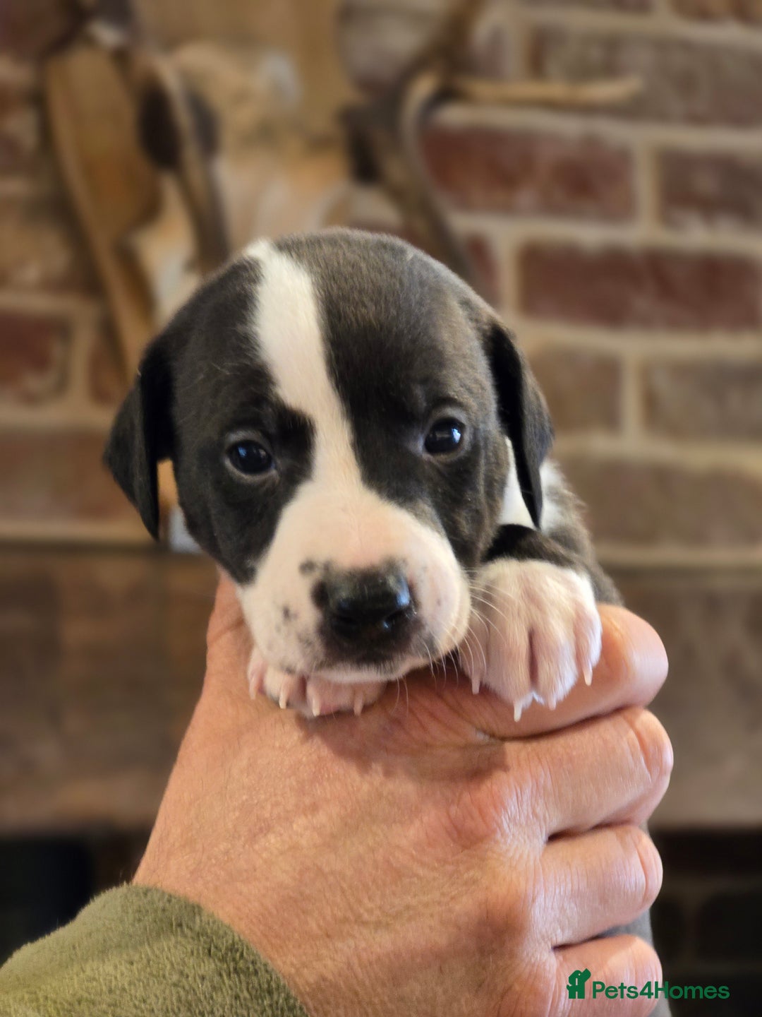 Whippet dogs for sale: Whippet litter.  One male left (badger) - Advert 19