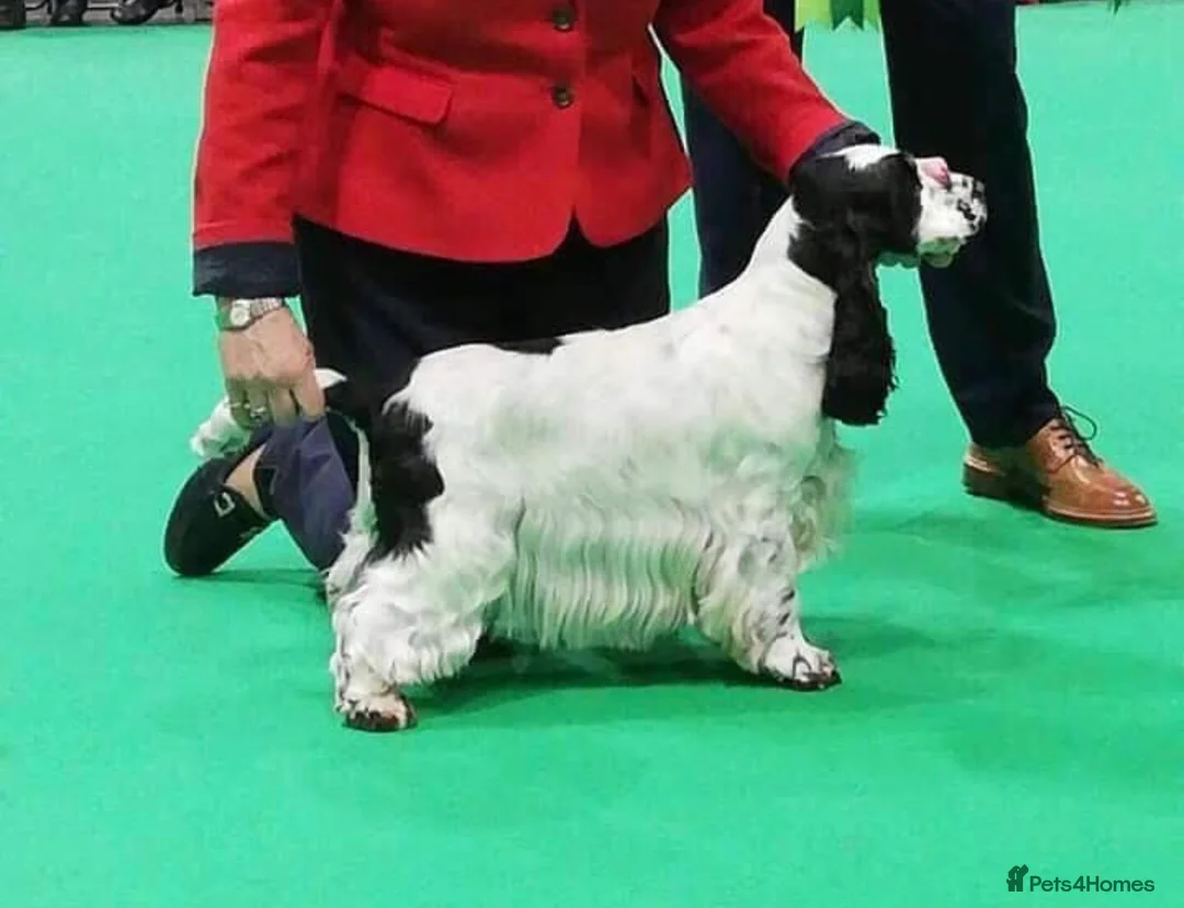 Cocker Spaniel dogs for sale: Exceptional Blue Roan Cocker Spaniel Puppies - Advert 10