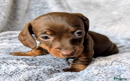 Miniature Dachshund dogs for sale: Genuine Short Haired Miniature Dachshund Puppies - Image 3