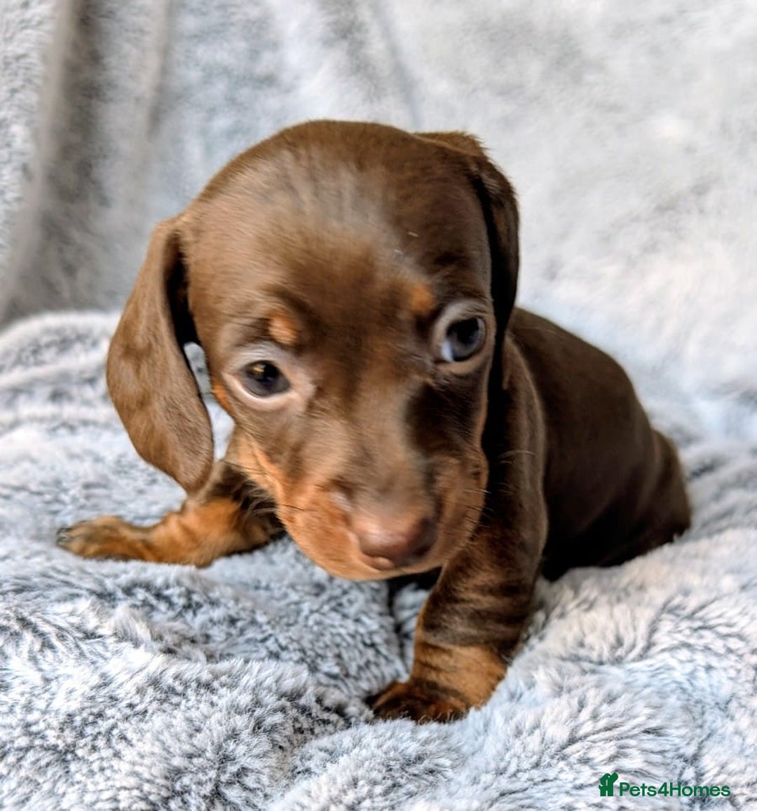 Miniature Dachshund dogs for sale: Genuine Short Haired Miniature Dachshund Puppies - Image 3