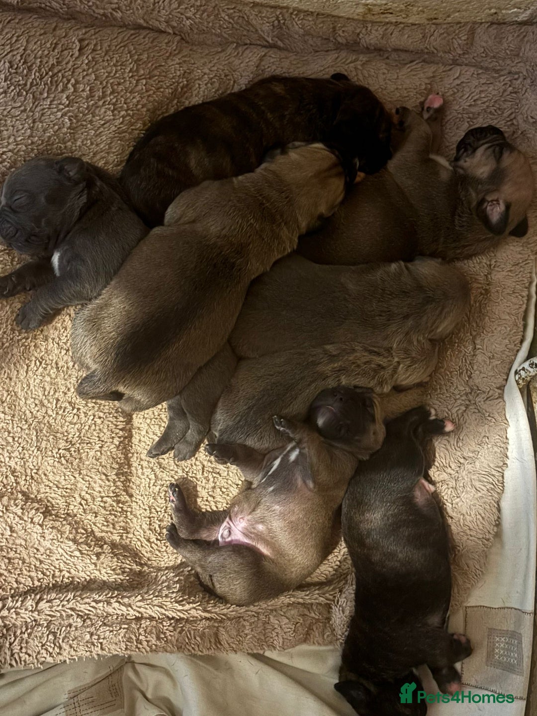 Cane Corso dogs for stud: 🔥Exceptional Formentino Cane Corso For Stud!🔥 in Waltham Abbey - Advert 13