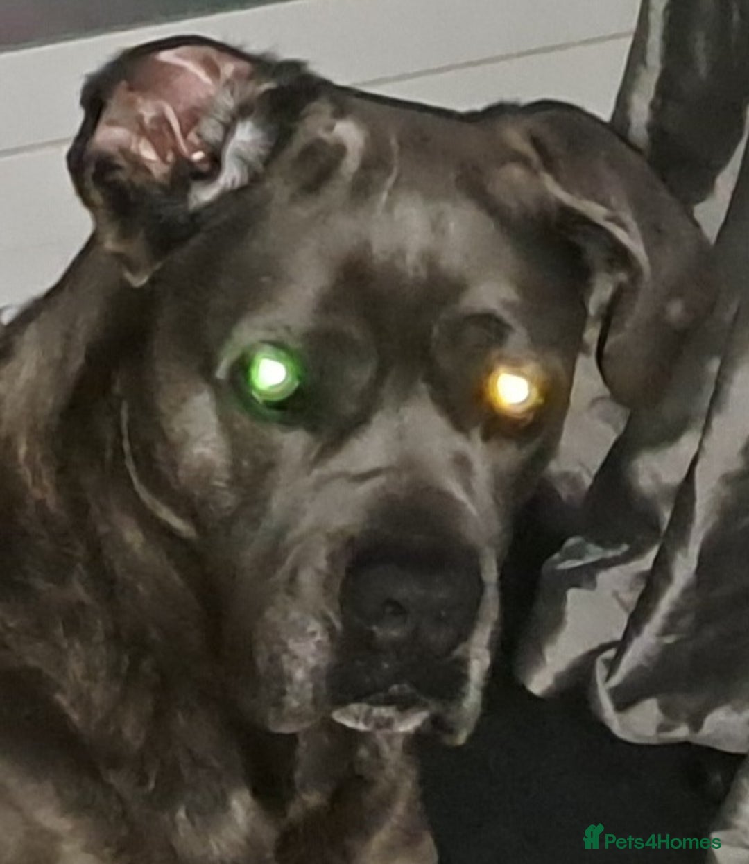 Mixed Breed dogs for sale: Cane Canario Puppies - Advert 4