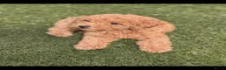 Toy Poodle dogs for sale: KC registered red toy poodles  - Advert 4