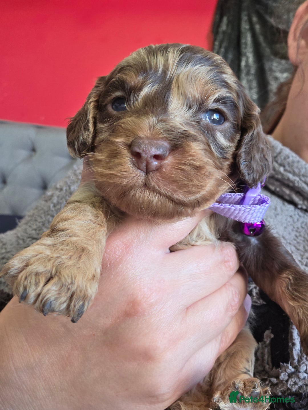 Cockapoo dogs for sale: Cockapoo puppies - Advert 34