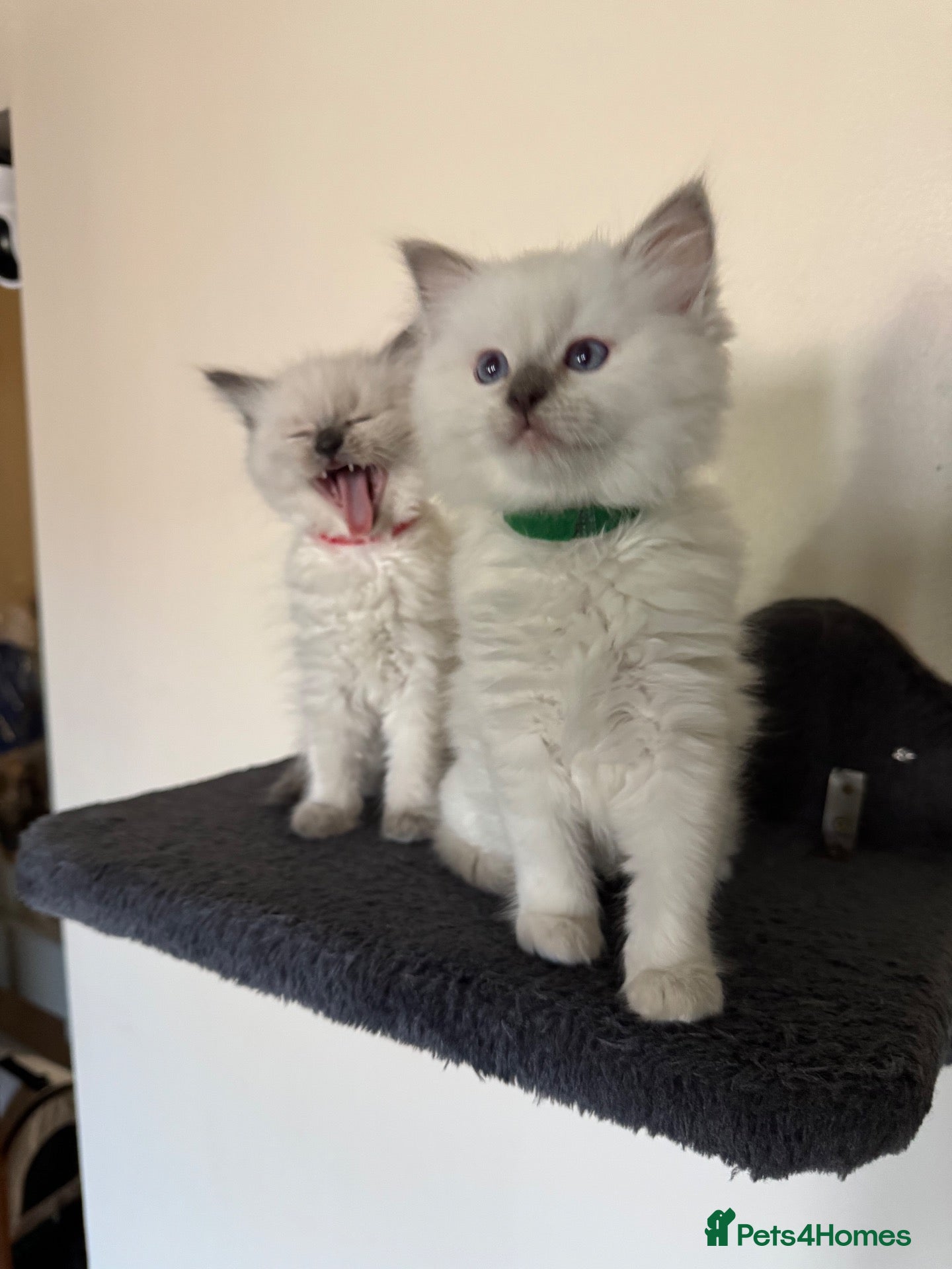 Ragdoll cats 🐾Last2 x Boys, TICA registered Ragdoll Kittens 🐾 - Advert 1