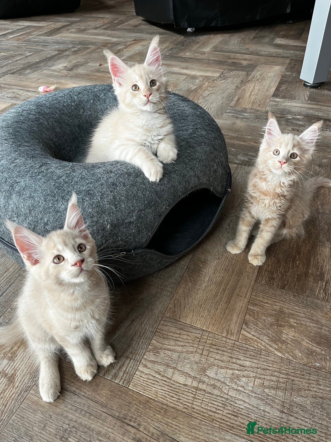 Maine Coon cats for sale: 2 Cream MC kittens ready for their fur-ever homes - Image 5