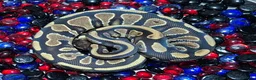 Python Snake reptiles for sale: Ball Pythons - Advert 2