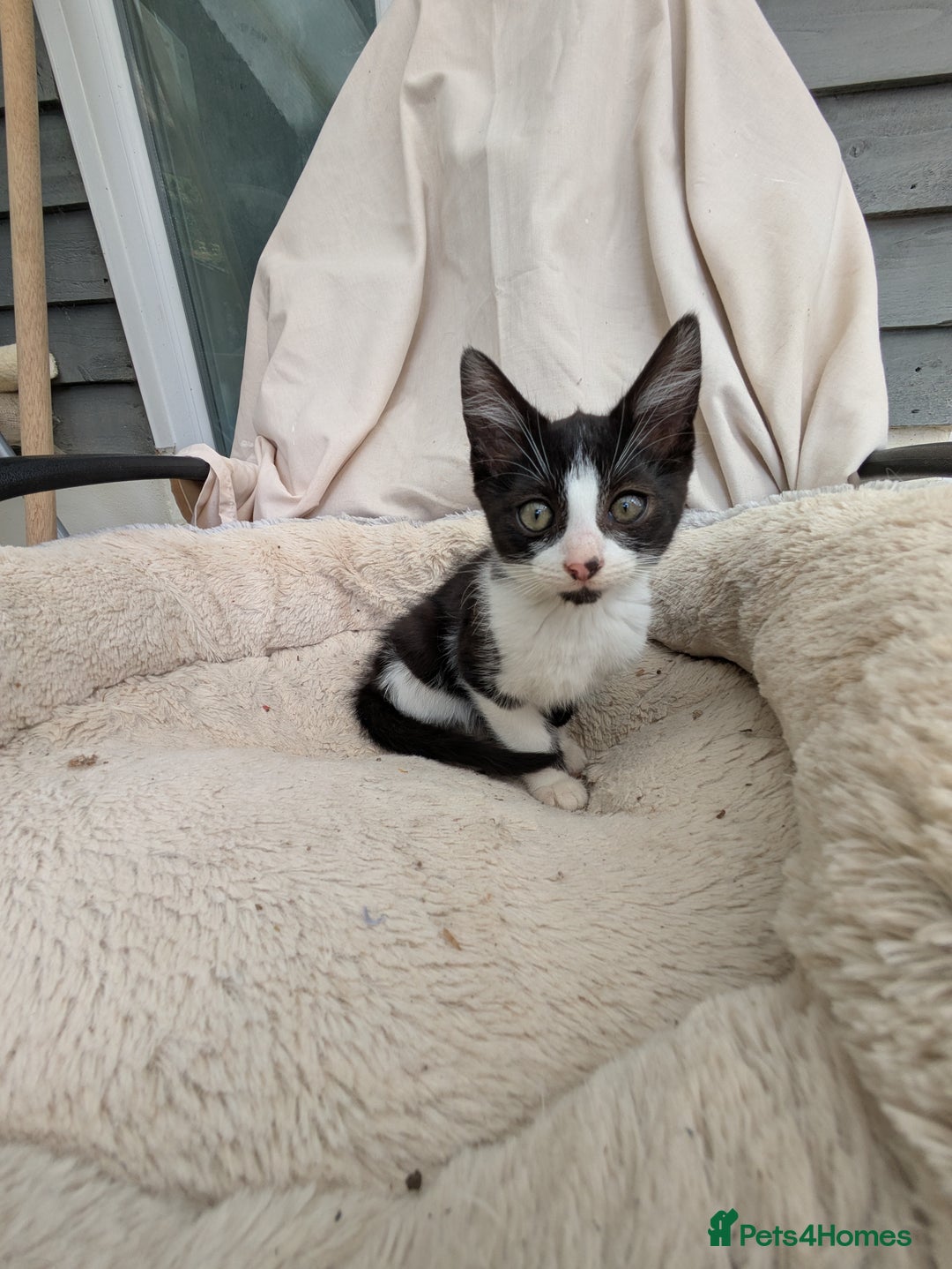 Turkish Van cats for sale: Beautiful kittens for sale  - Image 4