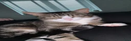 Mixed Breed cats for sale: MALE CAT FREE TO GOOD HOME - Advert 6