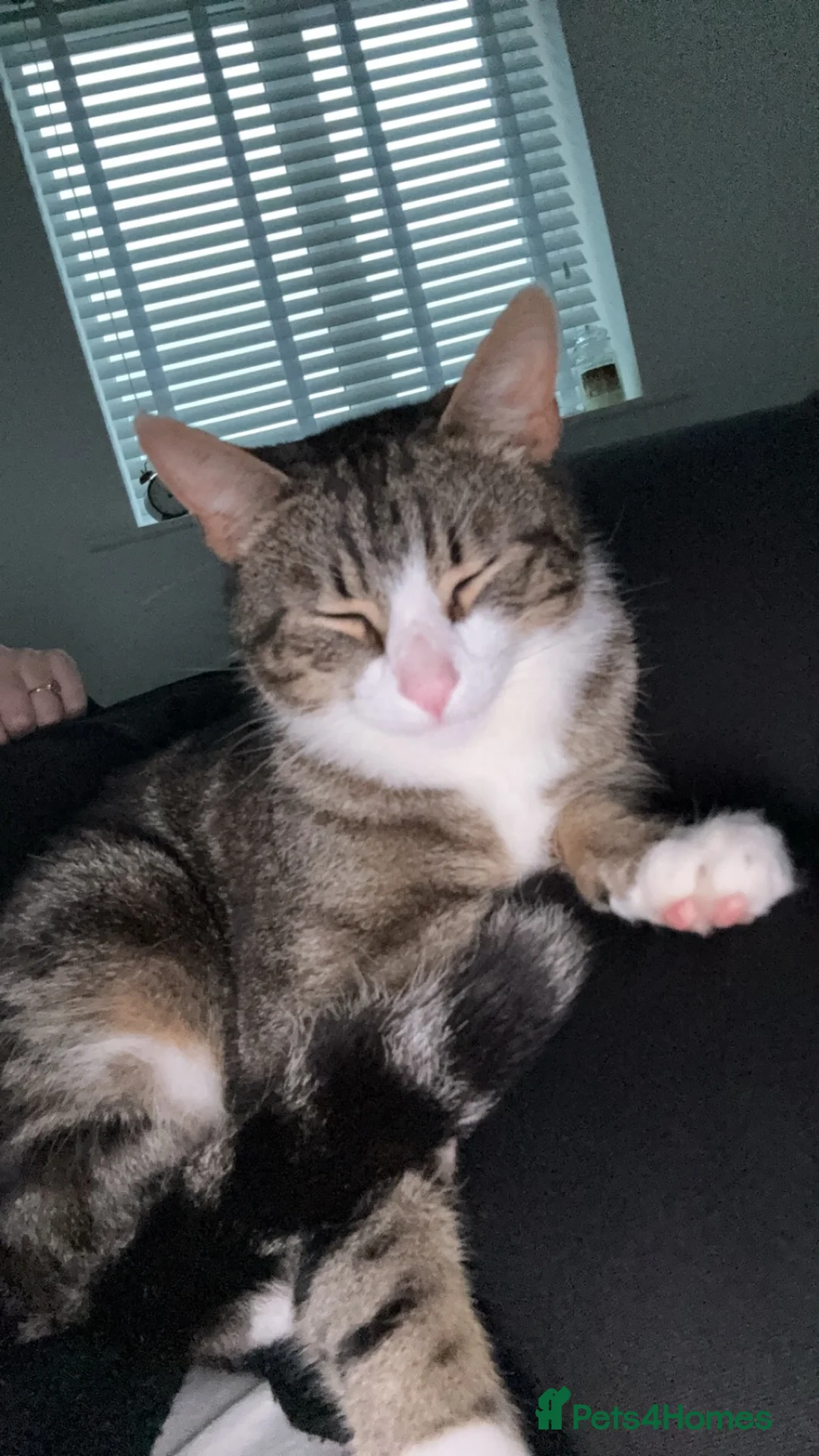 Mixed Breed cats for sale: MALE CAT FREE TO GOOD HOME - Advert 6