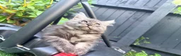 Maine Coon cats for sale: Beautiful Maine Coon Ready for Their Forever Homes - Advert 7