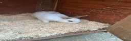 French Lop rabbits for sale: Rabbits  - Advert 4