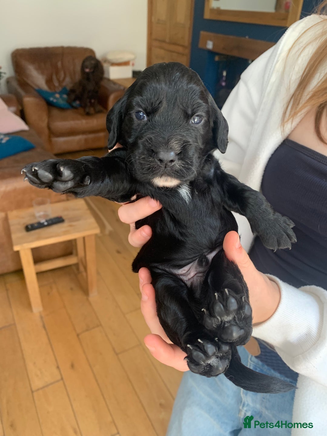 Sprocker dogs for sale: Gorgeous sprocker spaniel puppies  - Image 1