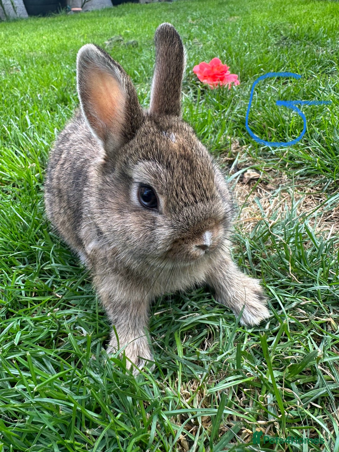 Netherland Dwarf rabbits for sale: Netherland Dwarf Rabbits For Sale  - Image 9