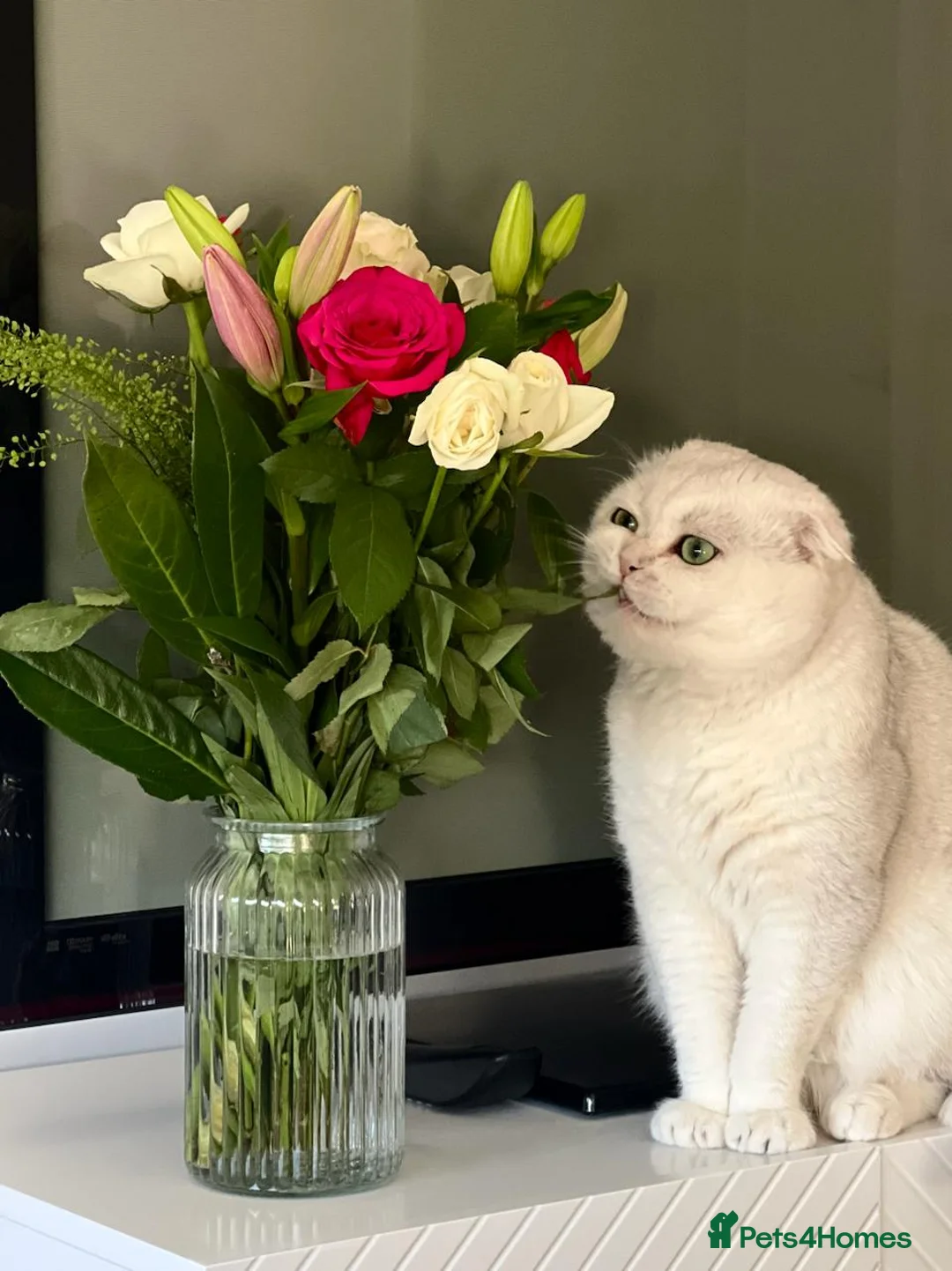 Scottish Fold cats for stud: 💎 Rare Silver Scottish Fold Stud Service in Cambridge - Advert 6
