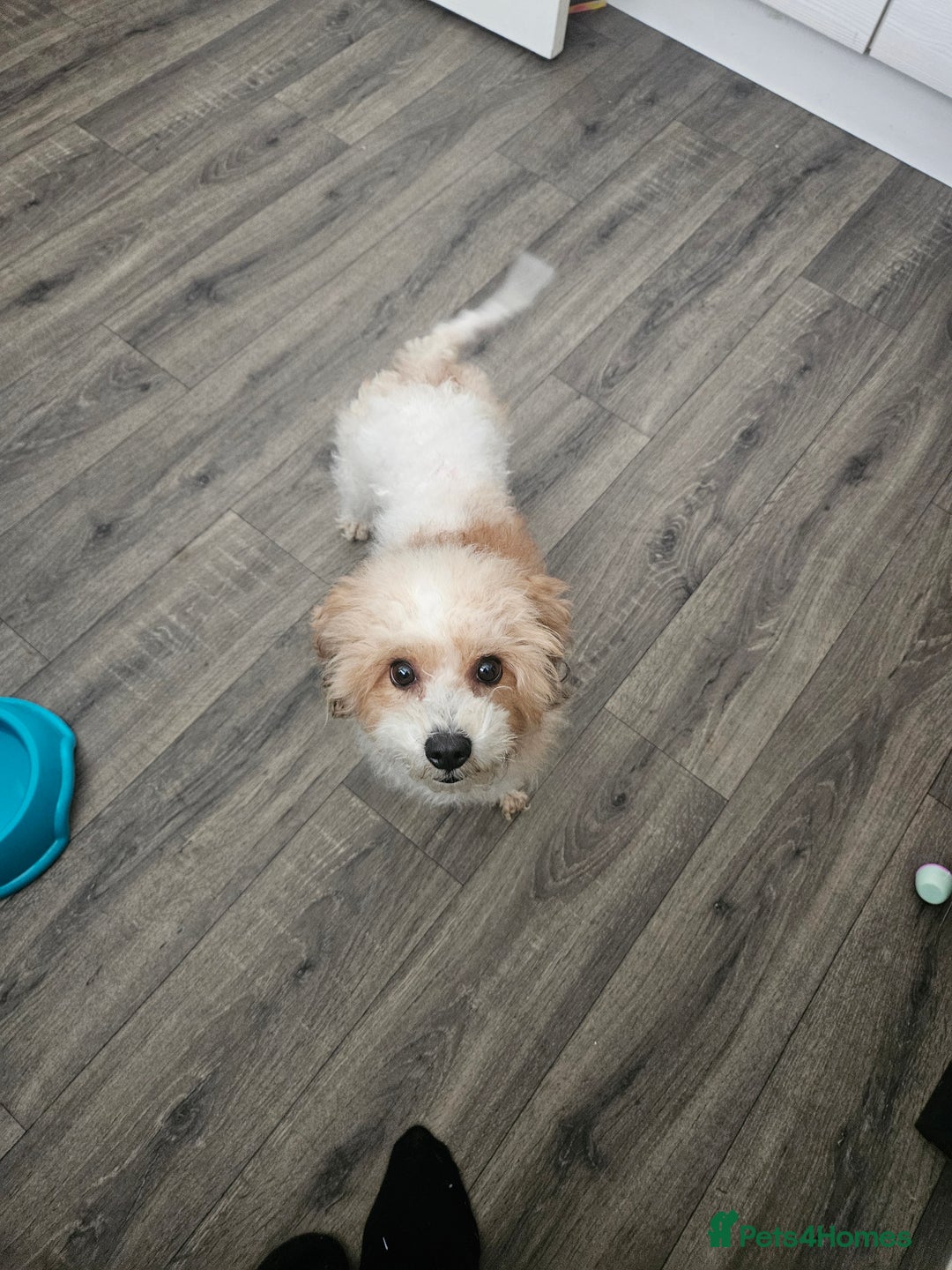 Shihpoo dogs for sale: Shihpoo female 5 years old - Advert 3