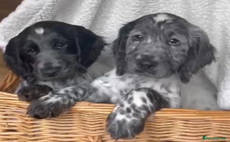Cocker Spaniel dogs - Advert 4