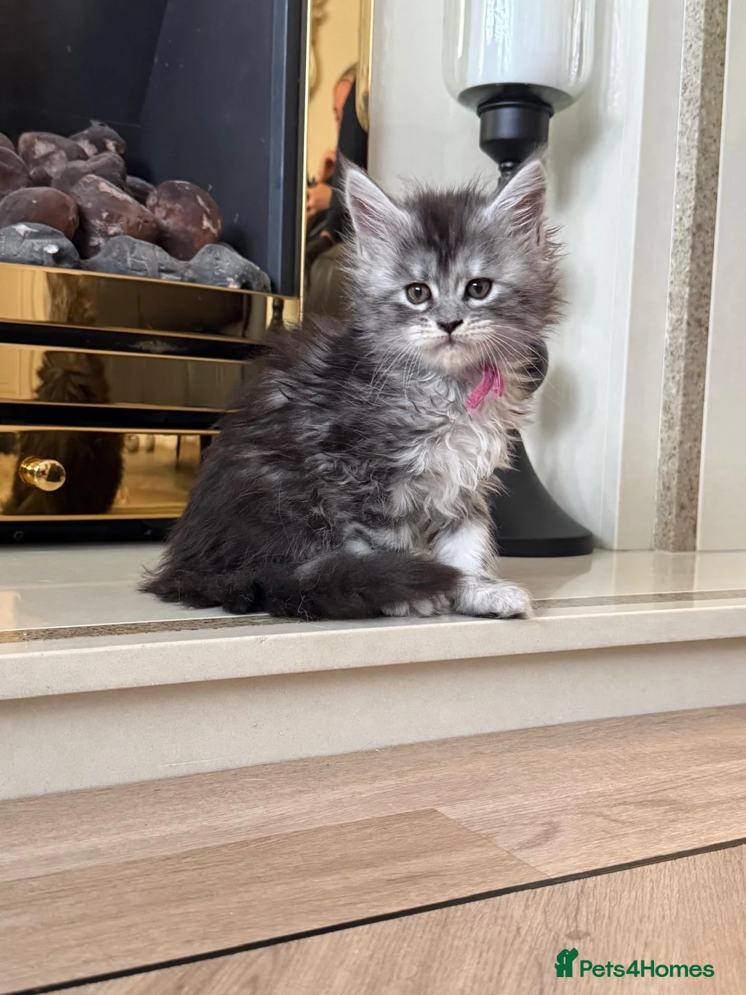 Maine Coon cats for sale: Beautiful Maine coon babies - Advert 1