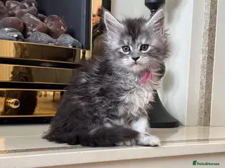 Maine Coon cats Beautiful Maine coon babies - Advert 6