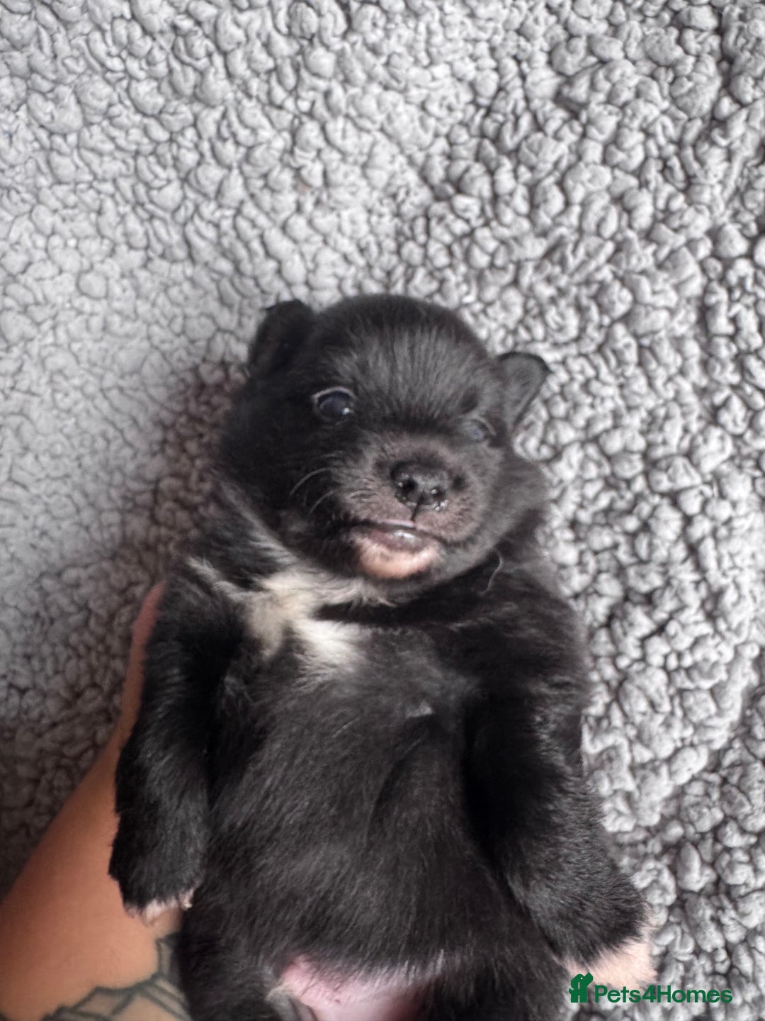 Pomchi dogs for sale: 💖 Beautiful Pomchi Pups 💖 - Image 3