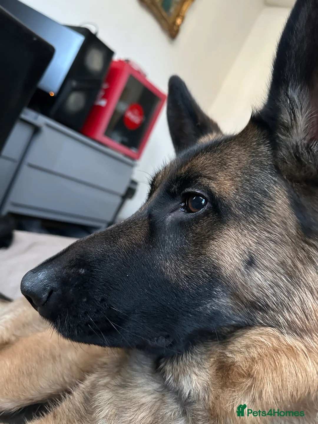 German Shepherd dogs for sale: Urgent need a loving home before 4th of Feb  - Advert 1