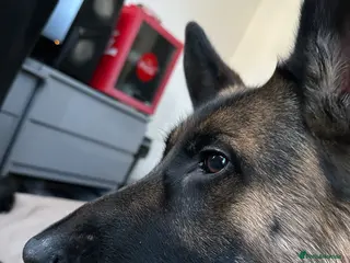 German Shepherd dogs Urgent need a loving home before 4th of Feb - Advert 1