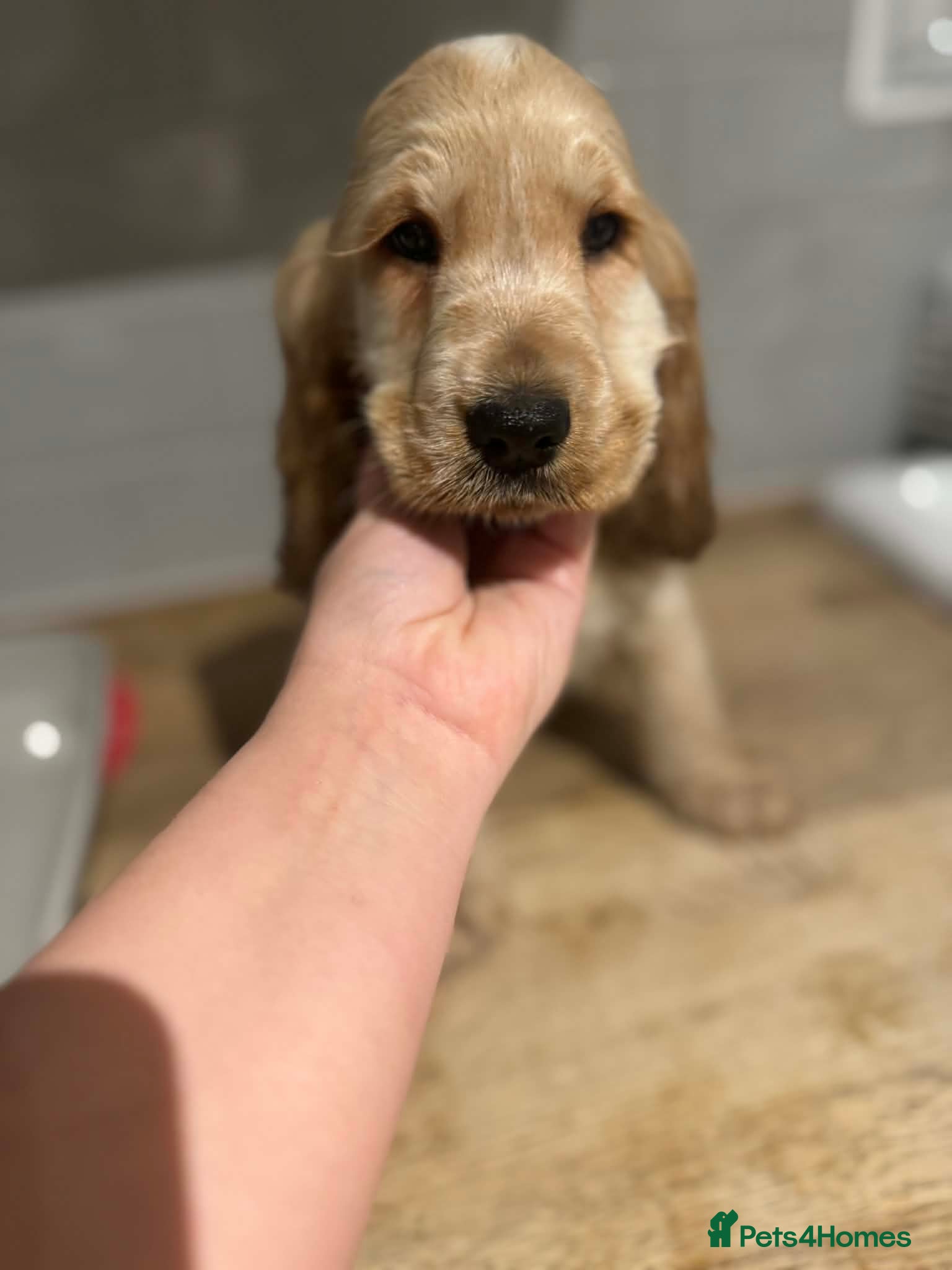 Cocker Spaniel dogs Last stunning KC show cocker - Advert 8