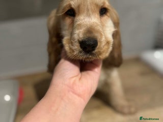 Cocker Spaniel dogs Last stunning KC show cocker - Advert 6