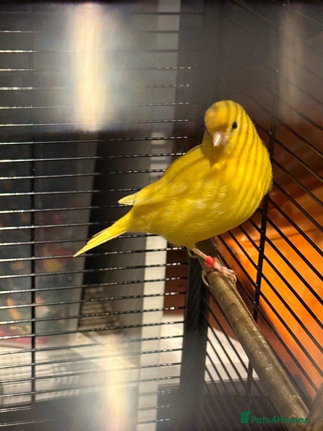 Canaries birds for sale: Male & female cannery for sale  - Image 11