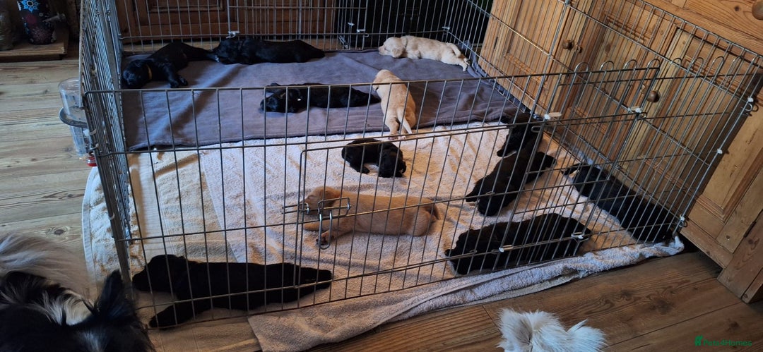Australian Labradoodle dogs for sale: Miniture labradoodle puppies available  - Image 17